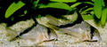 Corydoras melini