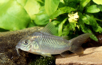 corydoras_aeneus_e_brazil_belem_imagelarge.jpg