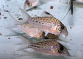 Fish courtesy Pier Aquatics, Wigan, UK.