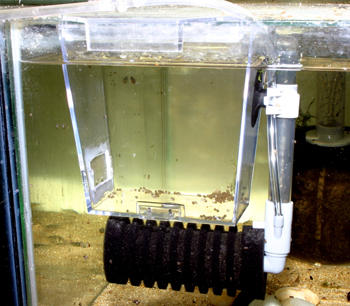 Fish Eggs Hatching