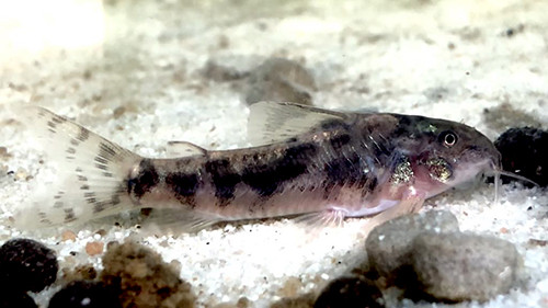 Aspidoras sp CW216