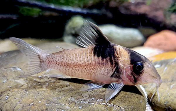 Corydoras sp. CW221