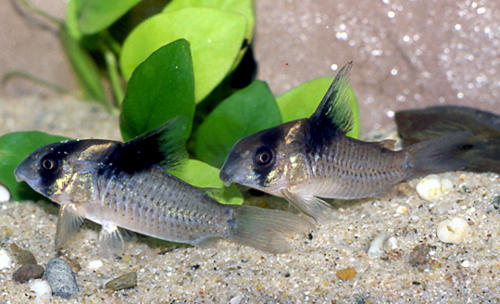 Hoplisoma bicolor