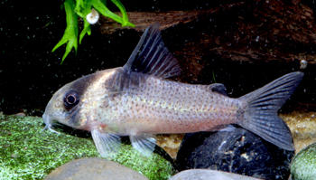 Picture courtesy: Ian Fuller. Aquarium specimen.
