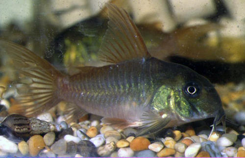 Hoplisoma concolor