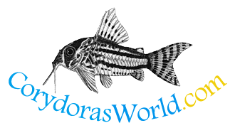 Corydoras World logo
