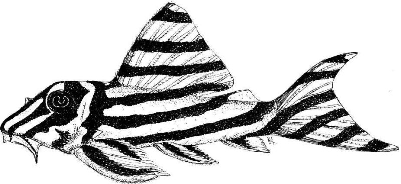 Hypancistrus zebra - Hand finished print