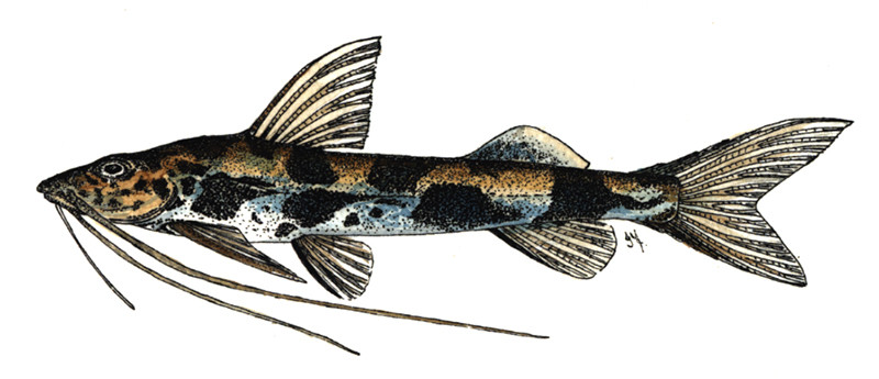 Imparfinis pseudonemacheir - Hand finished print