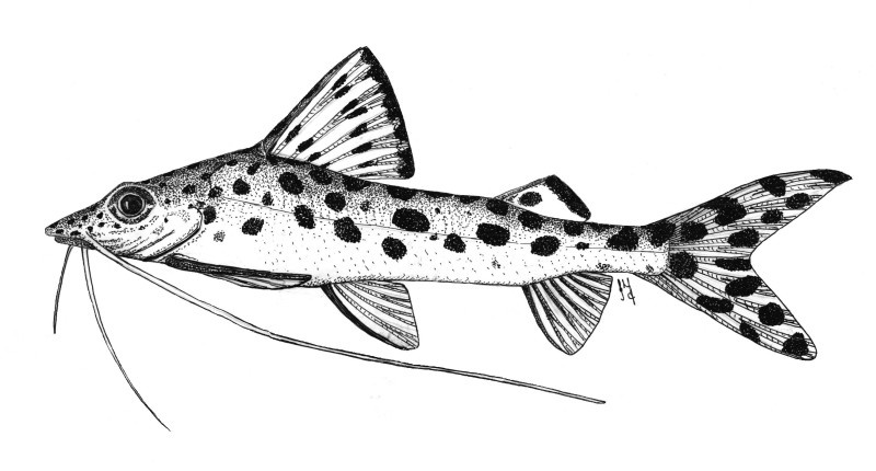 Pimelodus pictus - Hand finished print