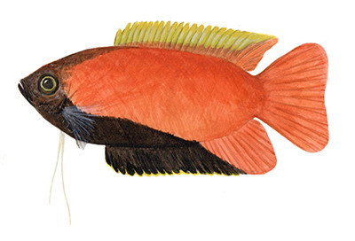 Colisa chuna - Watercolour print