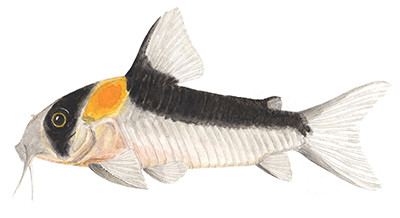 Hoplisoma duplicareus - Watercolour print