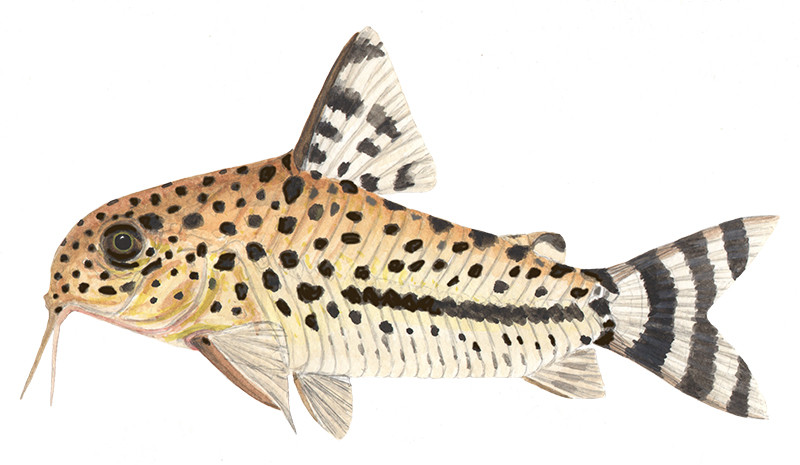 Hoplisoma knaacki - Watercolour print