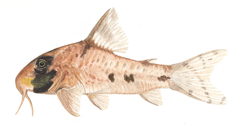 Hoplisomas rikbaktsa - Watercolour print