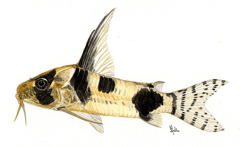 Hoplisoma tukano - Watercolour print