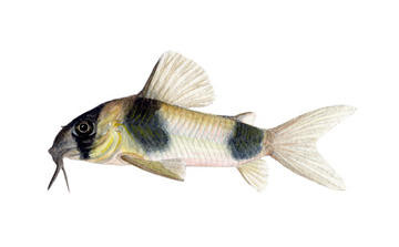 Hoplisoma weitzmani - Watercolour Print