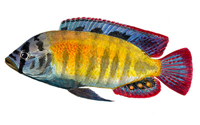 Haplochromis sp 44 - Watercolour print