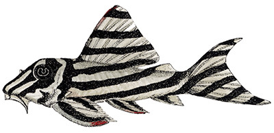 Hypancistrus zebra - Watercolour print