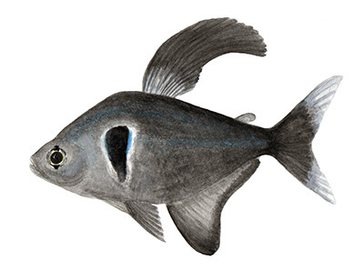 Hyphessobrycon megalopterus - Watercolour print