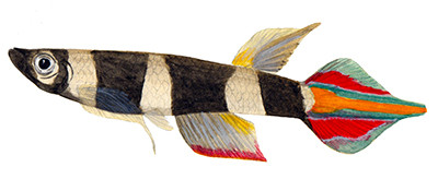 Pseudepiplatys annulatus - Watercolour print