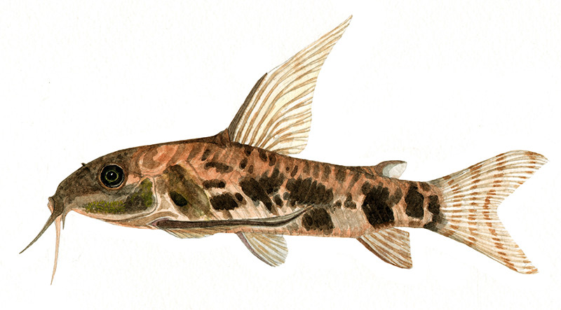 Scleromystax macropterus - Watercolour print