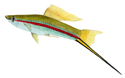 Xiphophorus helleri - Watercolour print