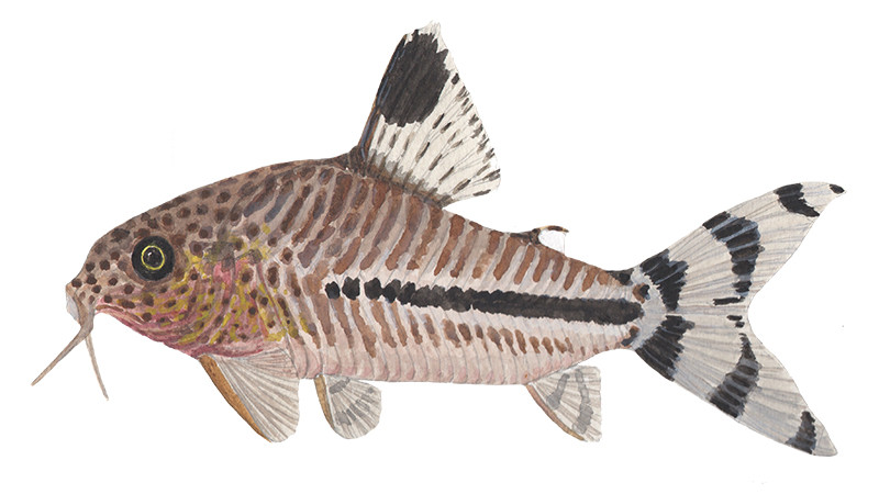 Hoplisoma sp. CW062 - Original Watercolour