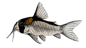 Hoplisoma adolfoi  - Hand finished print