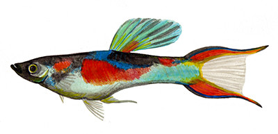 Poecilia wingei -  Watercolour print