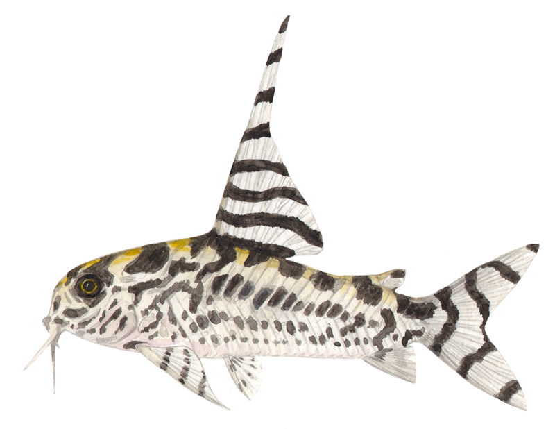 Printed mug - Hoplisoma sp. CW111 'Zebra'