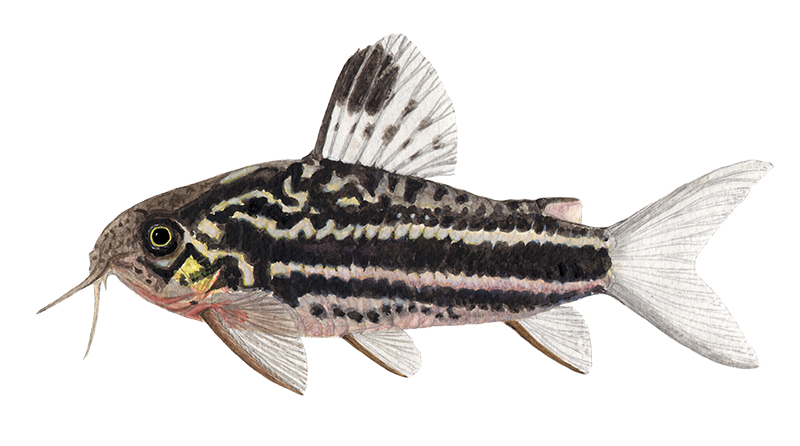Gastrodermus bilineatus