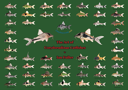 Corydoradinae Art Poaster