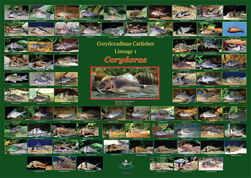 Poster No1. Lineage 1 Corydoras 