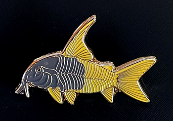 Catfish Brooch - Hoplisoma Sp. CW217