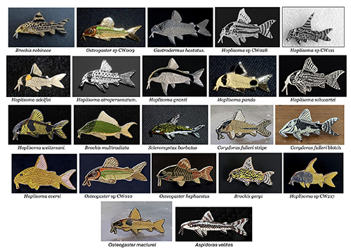22 Corydoras brooches