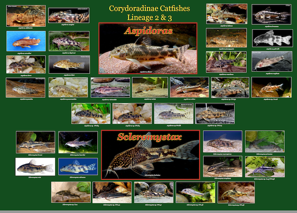 Poster No2 - Aspidoras & Scleromystax