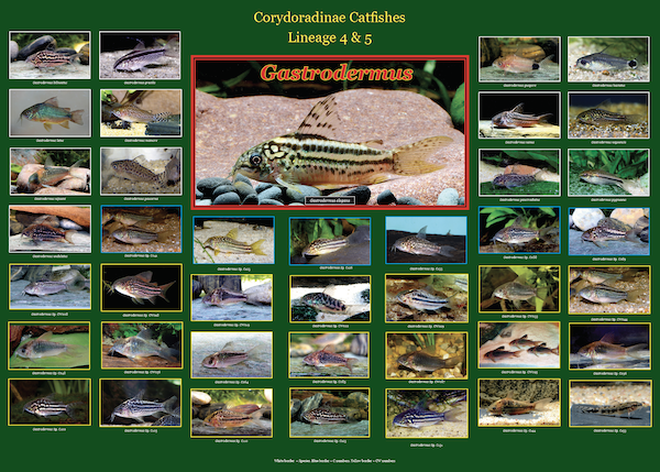 Poster No3 - Gastrodermus