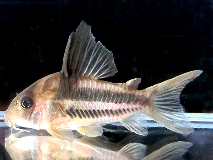 Hoplisoma tenebrosum