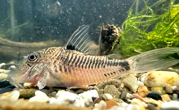 Corydoras sp. CW214