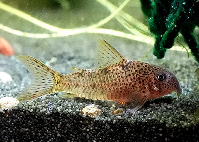 Hoplisoma sp. CW215