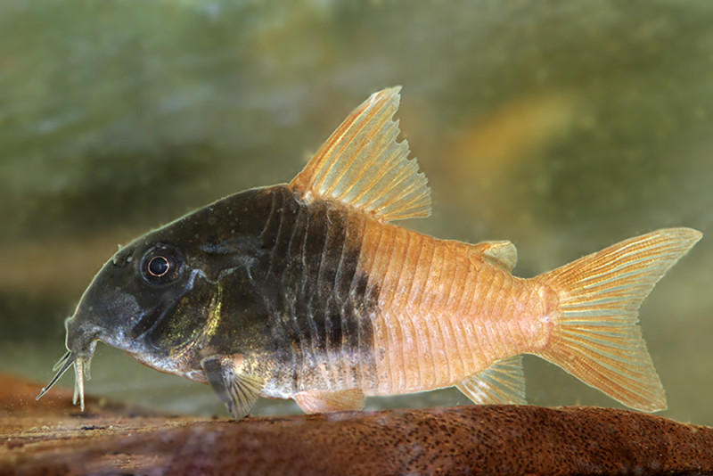 Hoplisoma sp. CW217