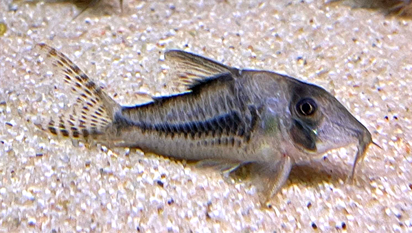 Corydoras sp CW224