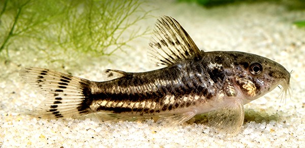 Aspidoras sp CW225