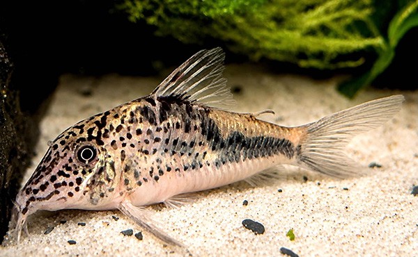 Corydoras Sp. CW226