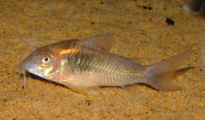 Osteogaster schultzei