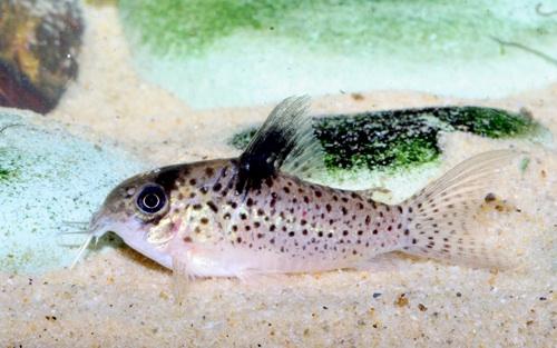 Corydoras sp. CW001