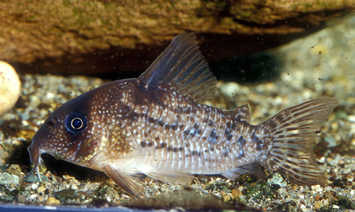 Hoplisoma noxium