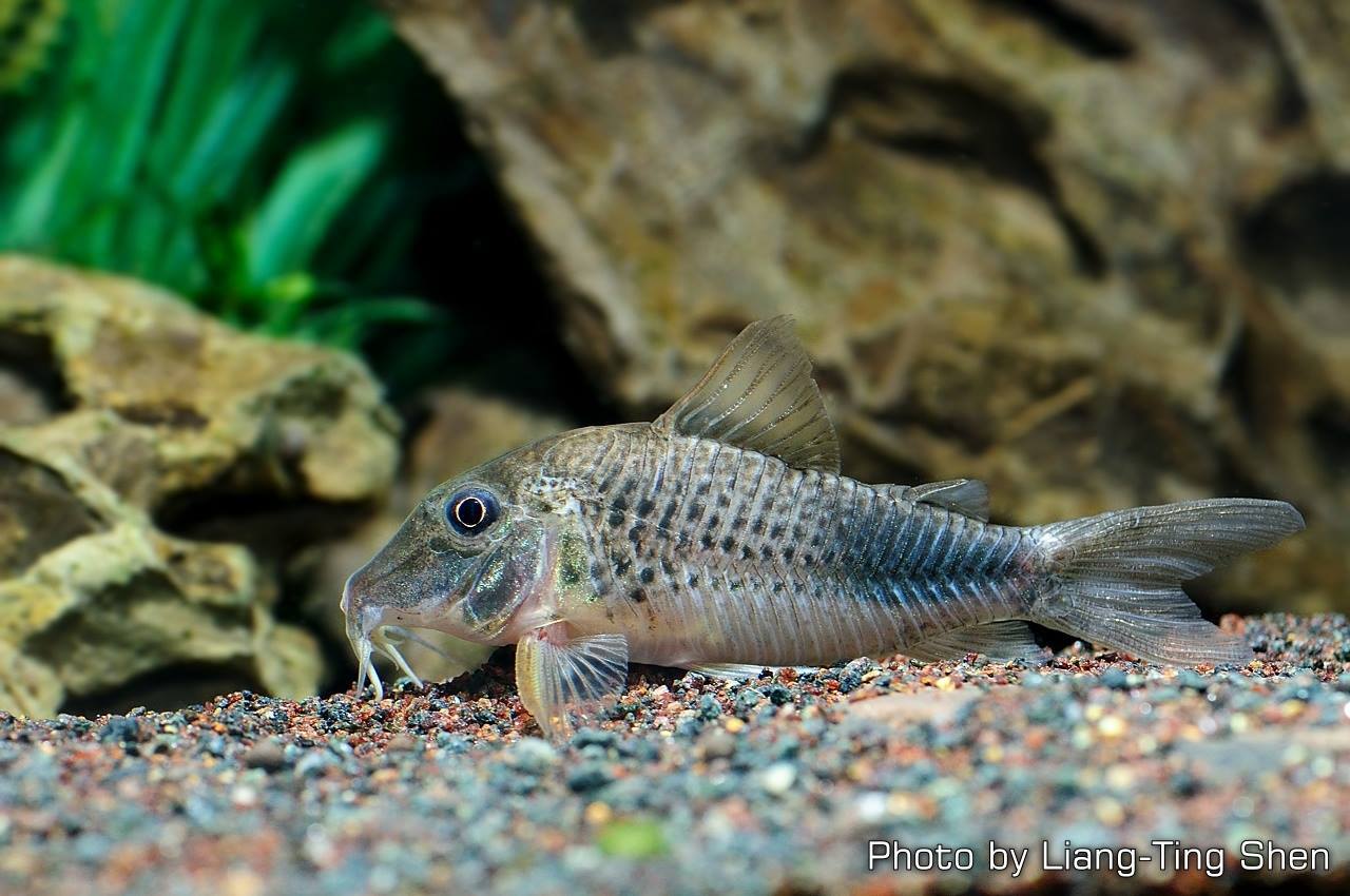 Corydoras sp. CW118