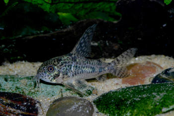 Hoplisoma gryphus