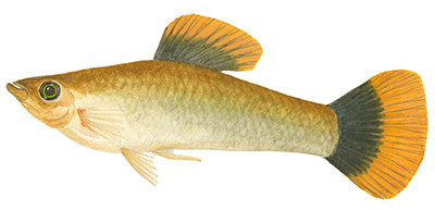 Poecilia sphenops - Watercolour print