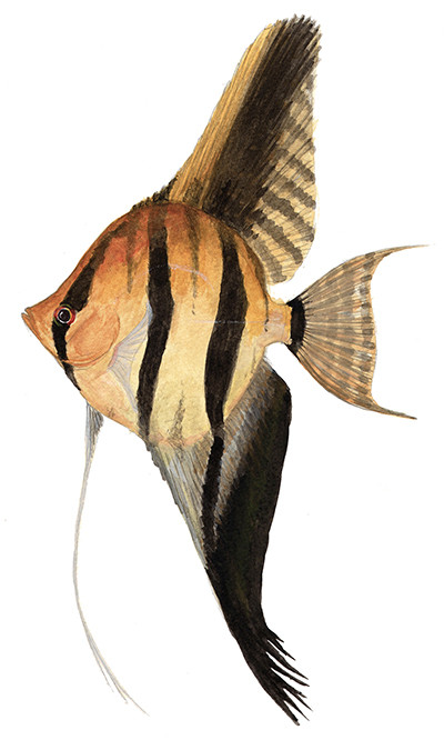 Pterophyllum scalare - Watercolour print